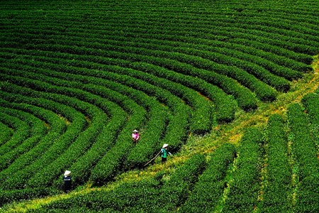 Doi che Bao Loc Những đồi chè Bảo Lộc xanh bạt ngàn.