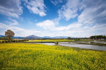 Le hoi hoa cai Han Quoc