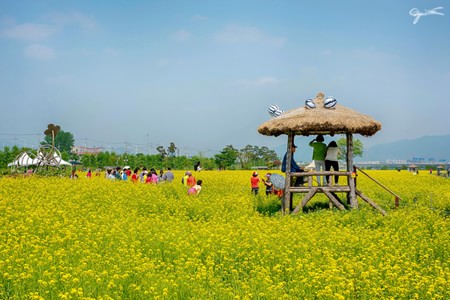 Le hoi hoa cai Han Quoc