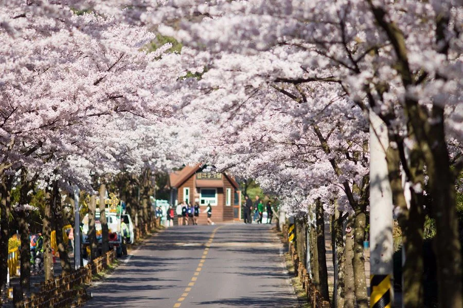 Đảo Jeju là một địa điểm tuyệt vời để ngắm hoa anh đào