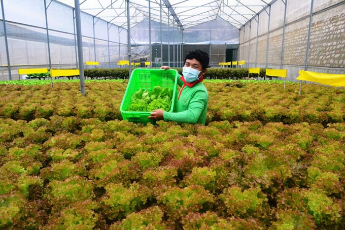 Những lý do để Đà Lạt "đi mãi không chán" vuon-rau-o-da-lat-min