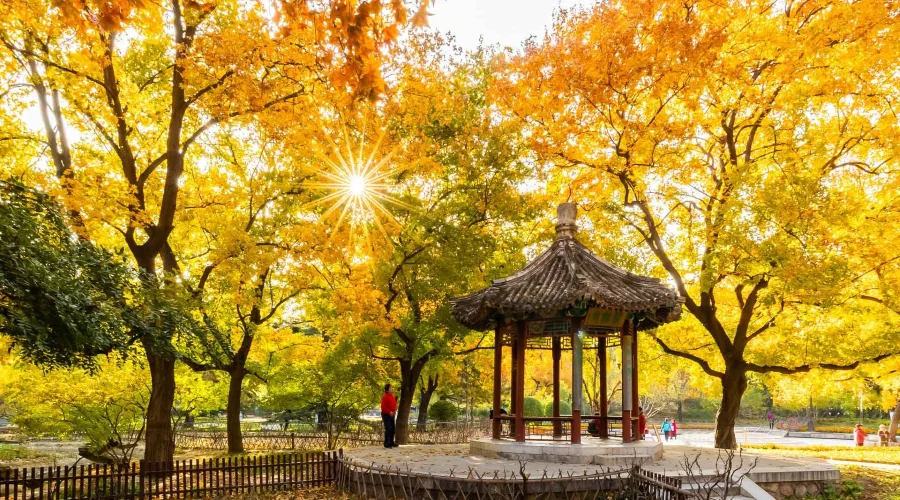 Mùa thu vàng ở Bắc Kinh đẹp đến xao xuyến lòng người