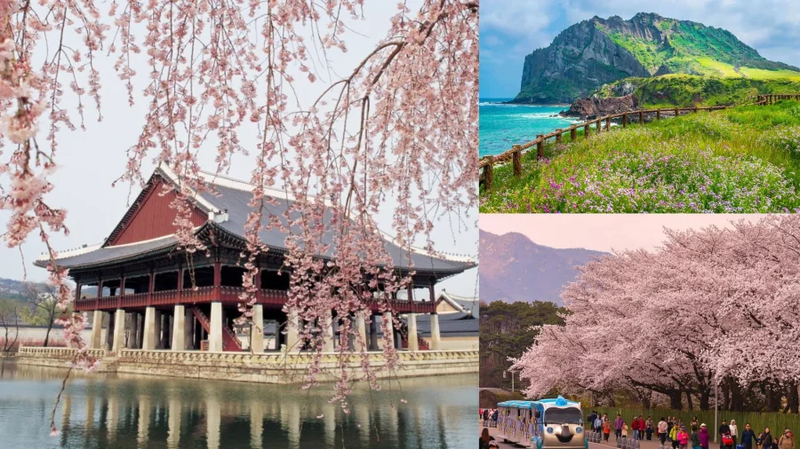 Hàn Quốc mùa xuân là thời điểm tuyệt vời để ngắm nhìn những cánh hoa anh đào nở rộ, nhuộm hồng khắp các con phố