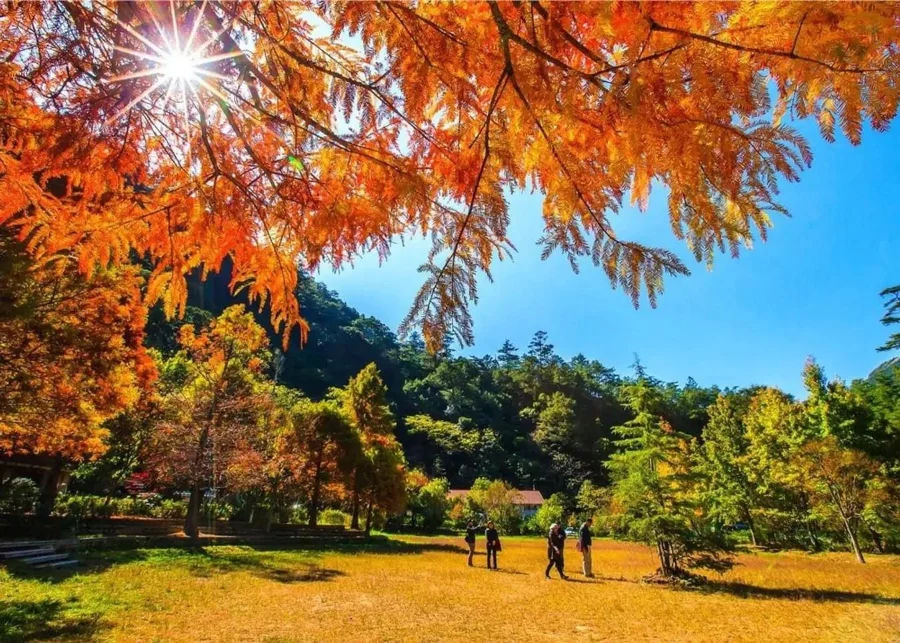 Khi mùa thu về, Dương Minh Sơn lại khoác lên mình một tấm áo mới đầy sắc màu