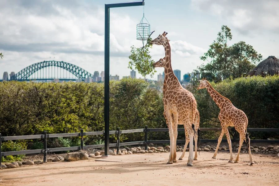 Khám phá vườn thú Taronga ở Sydney