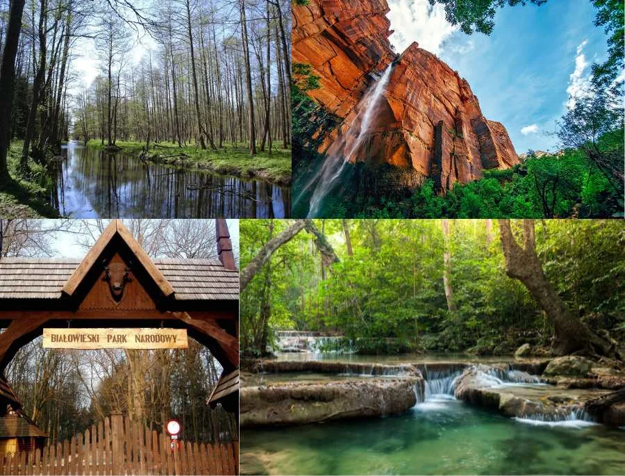 Białowieża là một trong những khu rừng nguyên sinh lớn nhất châu Âu với vẻ đẹp hùng vĩ.
