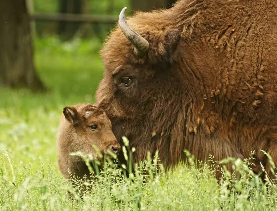 Bò rừng Bison châu Âu - Biểu tượng của rừng Białowieża
