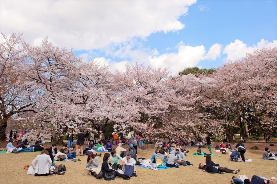 Hoà mình vào sự đông vui của Lễ hội ngắm hoa anh đào Hanami