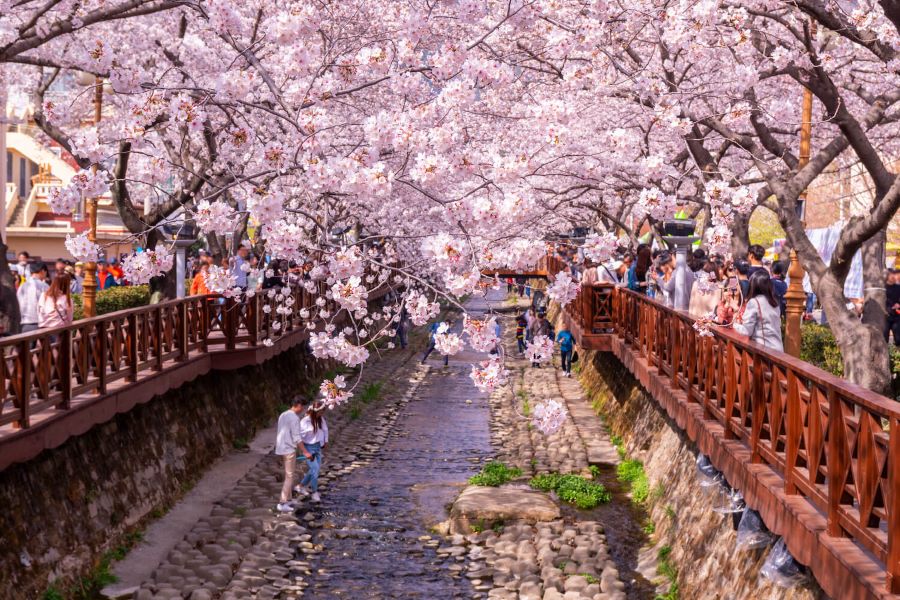 Vẻ đẹp thơ mộng của mùa xuân Hàn Quốc