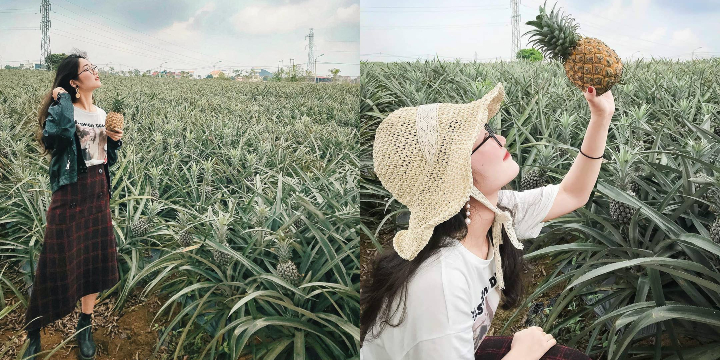 Cánh đồng dứa Ninh Bình - Nơi vẽ "giấc mơ tình yêu" cho các cặp đôi Cánh đồng dứa Ninh Bình - Nơi vẽ "giấc mơ tình yêu" cho các cặp đôi