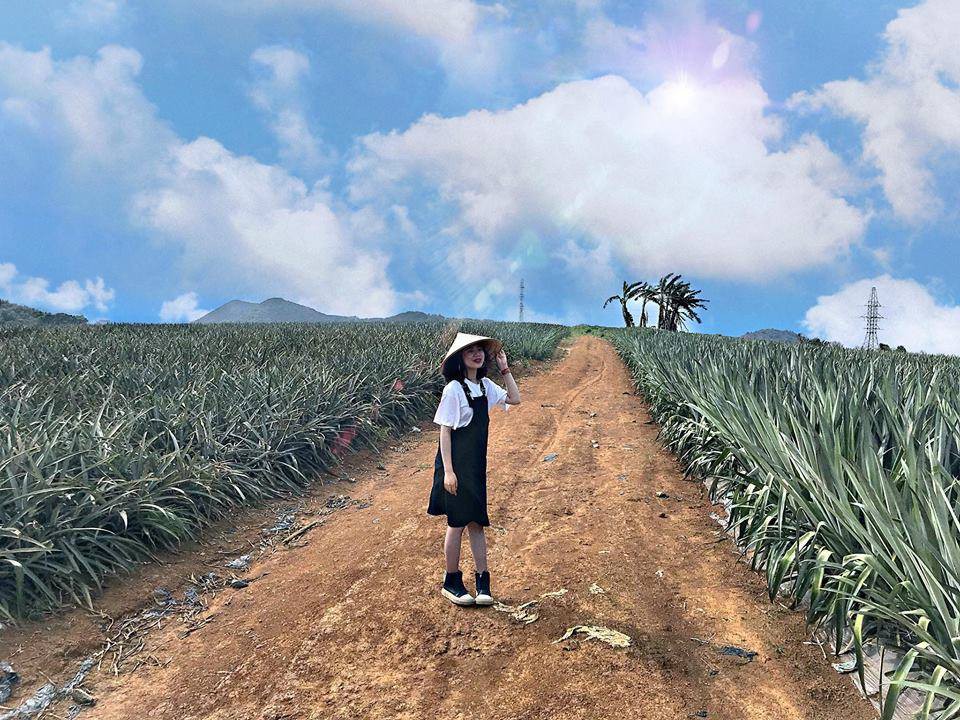 Cánh đồng dứa Ninh Bình - Nơi vẽ "giấc mơ tình yêu" cho các cặp đôi Cánh đồng dứa Ninh Bình - Nơi vẽ "giấc mơ tình yêu" cho các cặp đôi