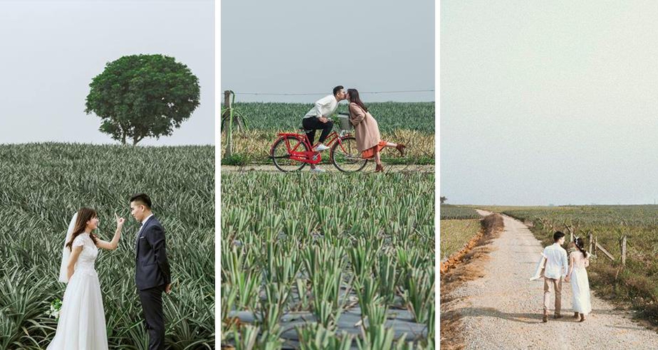 Cánh đồng dứa Ninh Bình - Nơi vẽ "giấc mơ tình yêu" cho các cặp đôi Cánh đồng dứa Ninh Bình - Nơi vẽ "giấc mơ tình yêu" cho các cặp đôi