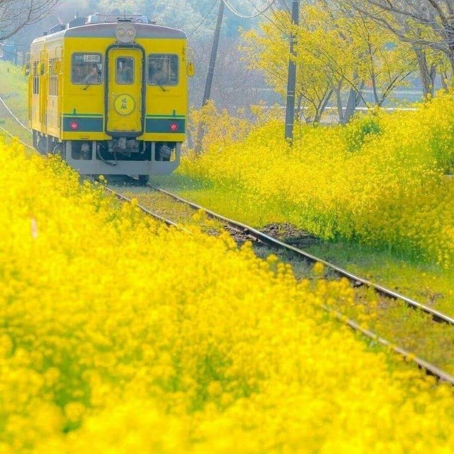 Hương thơm ngọt ngào của hoa cải vàng lan tỏa khắp không gian, mang đến cảm giác thư thái và dễ chịu cho du khách