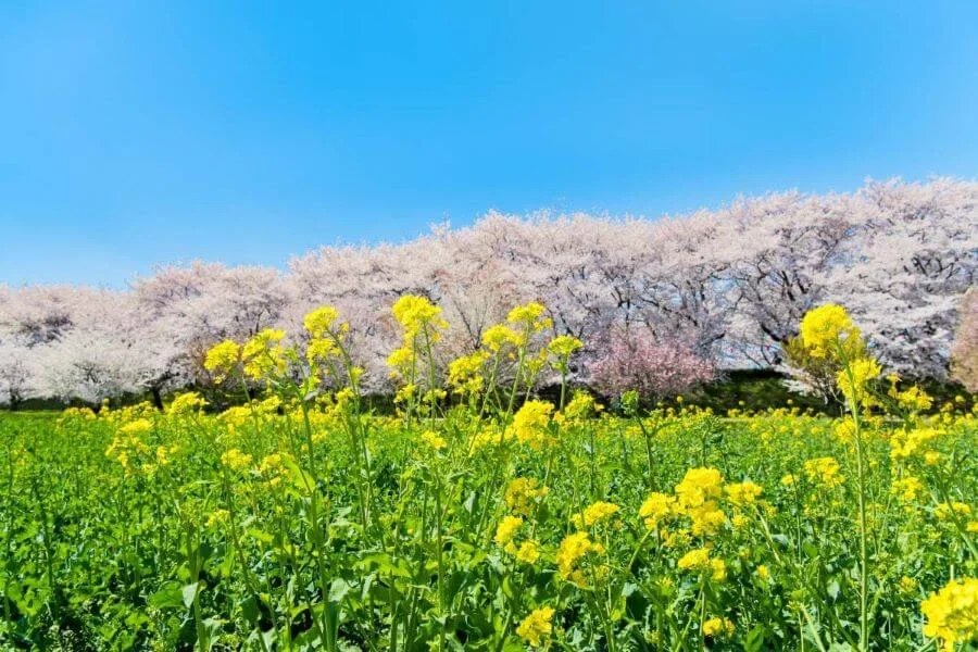 Những cánh đồng hoa cải vàng ở Showa Kinen trải dài bất tận, tạo nên một khung cảnh choáng ngợp và lãng mạn