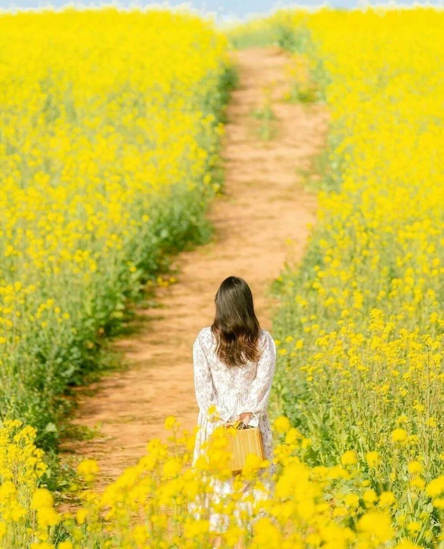 Boseong cũng là một điểm đến tuyệt vời để ngắm hoa cải vào mùa xuân