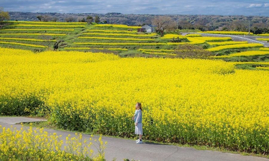 Đảo Cheongsan nổi tiếng với những cánh đồng hoa cải vàng rực rỡ, đặc biệt vào mùa xuân