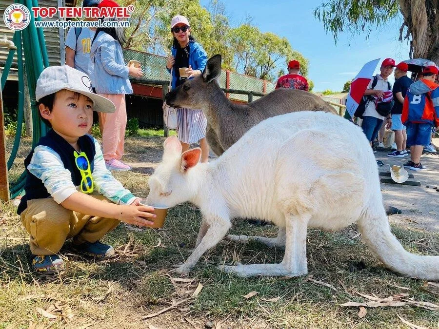 Trải nghiệm tham quan Kangaroo