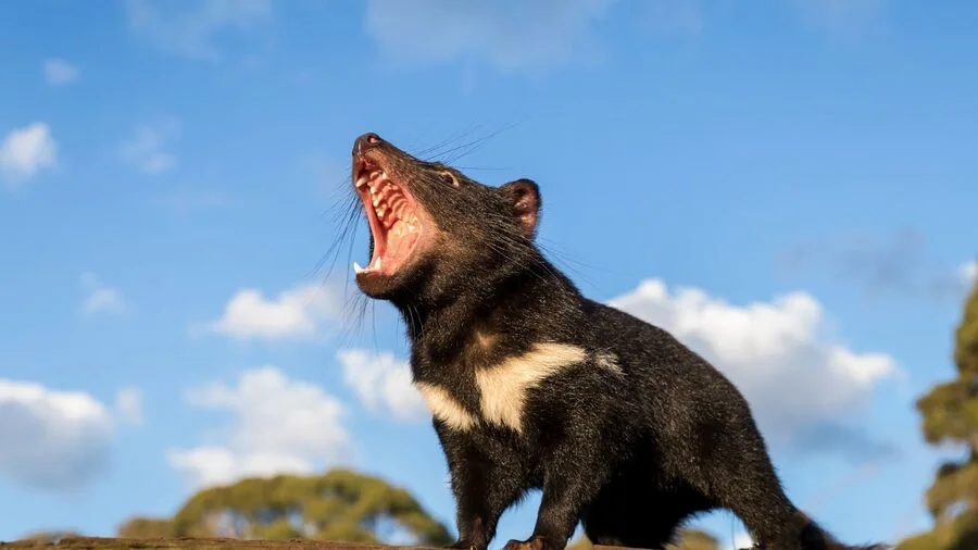 Đảo Tasmania, nằm về phía Nam Úc, là một viên ngọc hoang sơ 