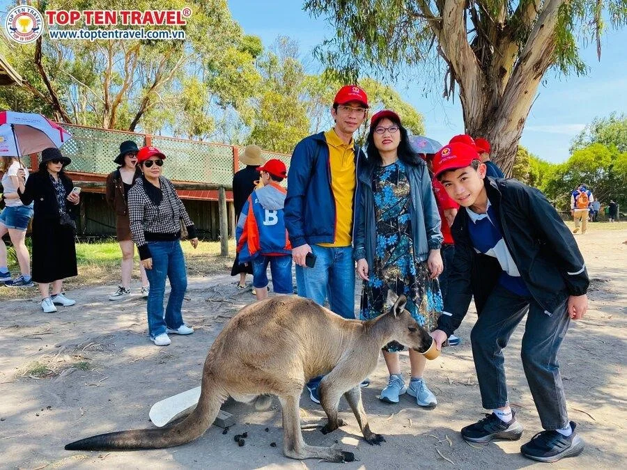 Kangaroo là loài động vật biểu tượng của nước Úc