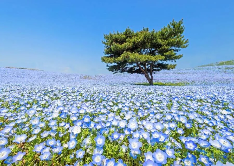 Hoa nemophila từ lâu đã được xem là một biểu tượng không thể thiếu của mùa xuân tại Nhật Bản