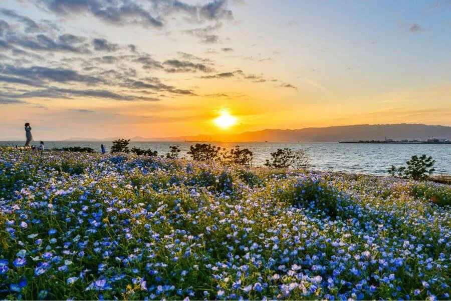 Trong văn hóa Nhật Bản, hoa nemophila tượng trưng cho sự tinh khôi, thuần khiết và lòng biết ơn