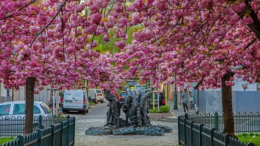 Düsseldorf Đức rực rỡ sắc hoa vào mùa xuân