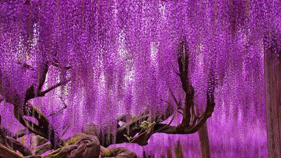 Vẻ đẹp say đắm của hoa tử đằng