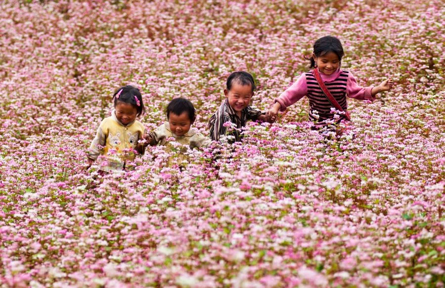 Chiêm ngưỡng vẻ đẹp thơ mộng của những cánh đồng hoa tam giác mạch tại Hà Giang