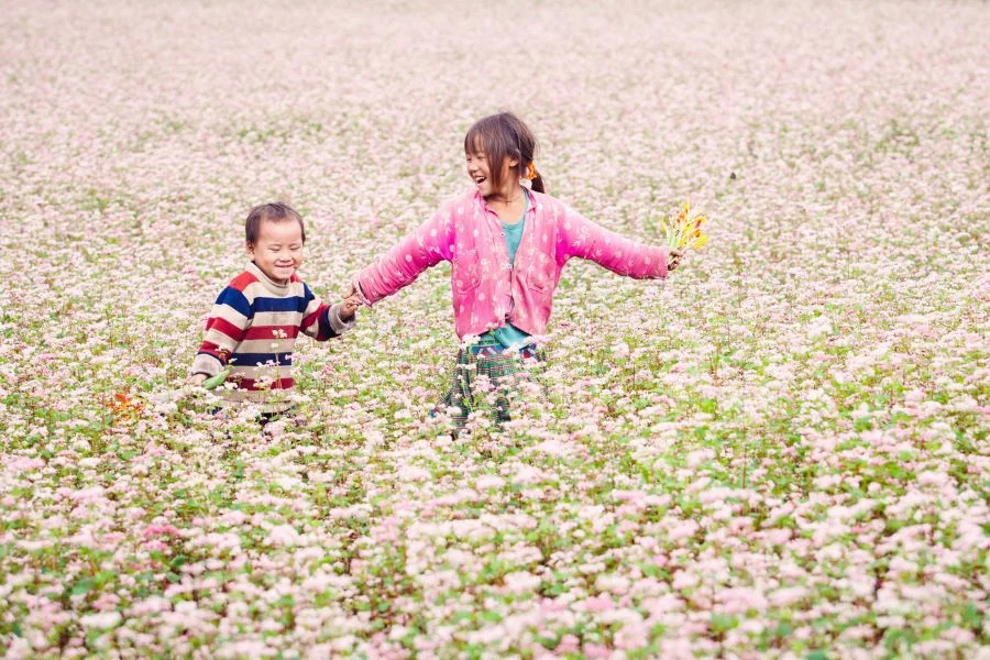 Những cánh đồng hoa tam giác mạch tại Cao Bằng được ví như những bức tranh thiên nhiên tuyệt đẹp
