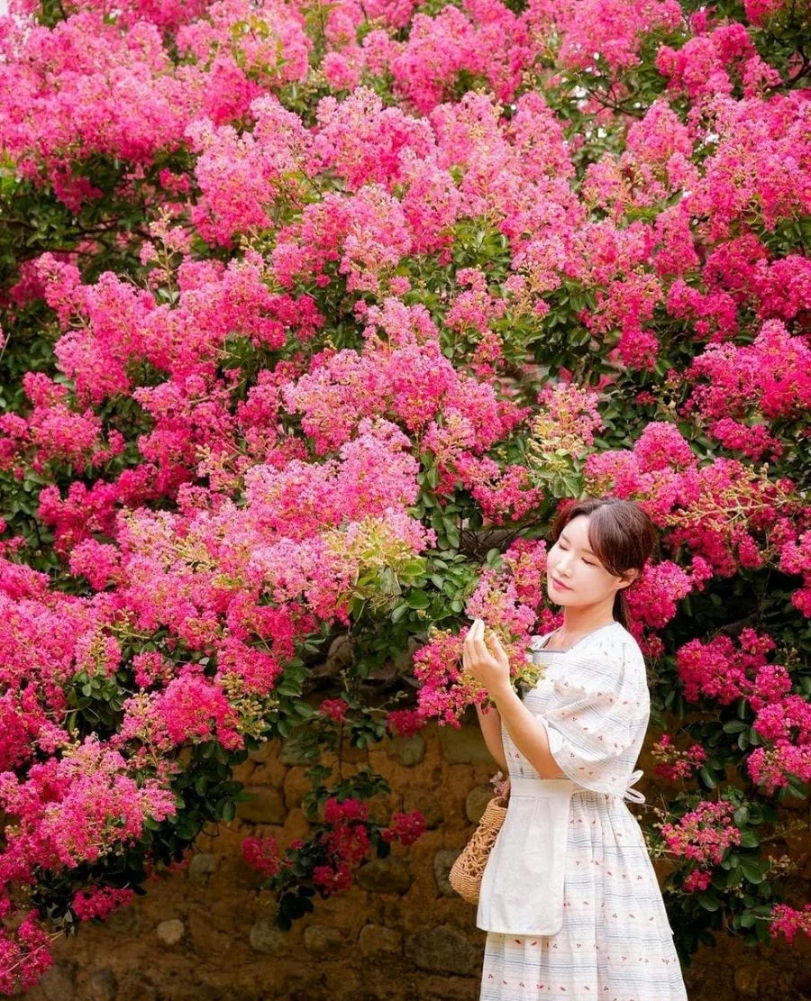 Hoa tường vi nở rộ vào tháng 5 đến tháng 7, nhuộm hồng cả những con đường, góc phố tại Hàn Quốc