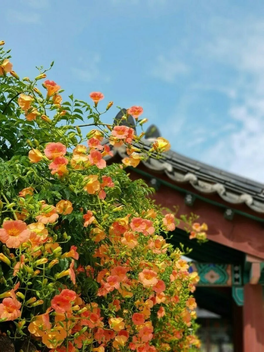 Hoa đăng tiêu - Loài hoa rực rỡ của mùa hè Hàn Quốc