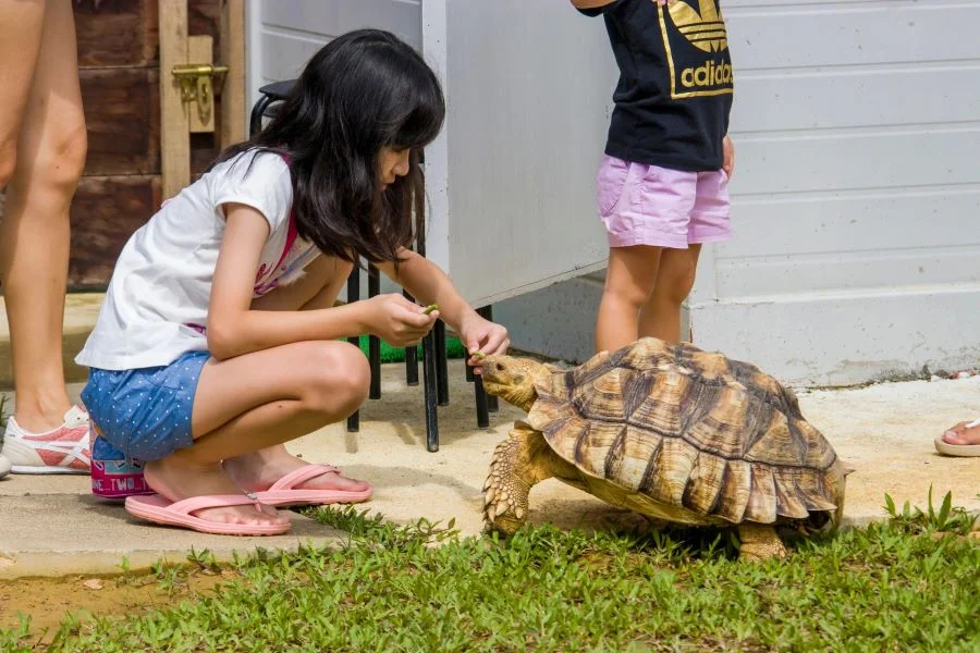 Các cá thể rùa tại Bảo Tàng Rùa Singapore đều vô cùng khỏe mạnh và sinh động