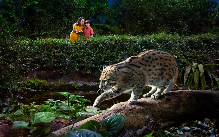 Vườn thú đêm Night Safari với diện tích 40 ha hiện đang là nơi sinh sống của hơn 1000 loài động vật khác nhau