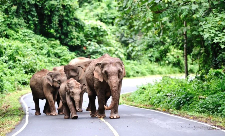Ghé thăm vườn quốc gia Khao Yai, du khách sẽ cảm thấy cực kỳ ấn tượng trước hệ sinh thái vô cùng phong phú 