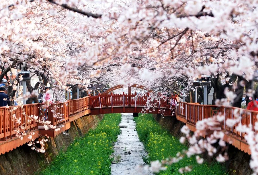 Suối Yeojwacheon - một trong những tọa độ ngắm hoa anh đào đẹp nhất tại Changwon 