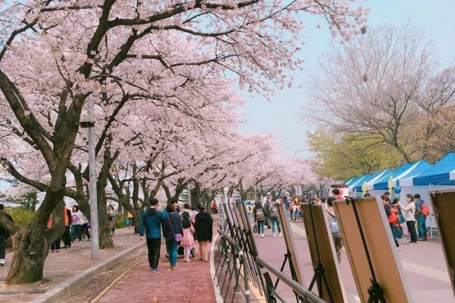 Lễ hội hoa xuân Yeongdeungpo Yeouido thu hút lượng lớn du khách phương xa ghé thăm và chiêm ngưỡng vẻ đẹp của hoa anh đào 