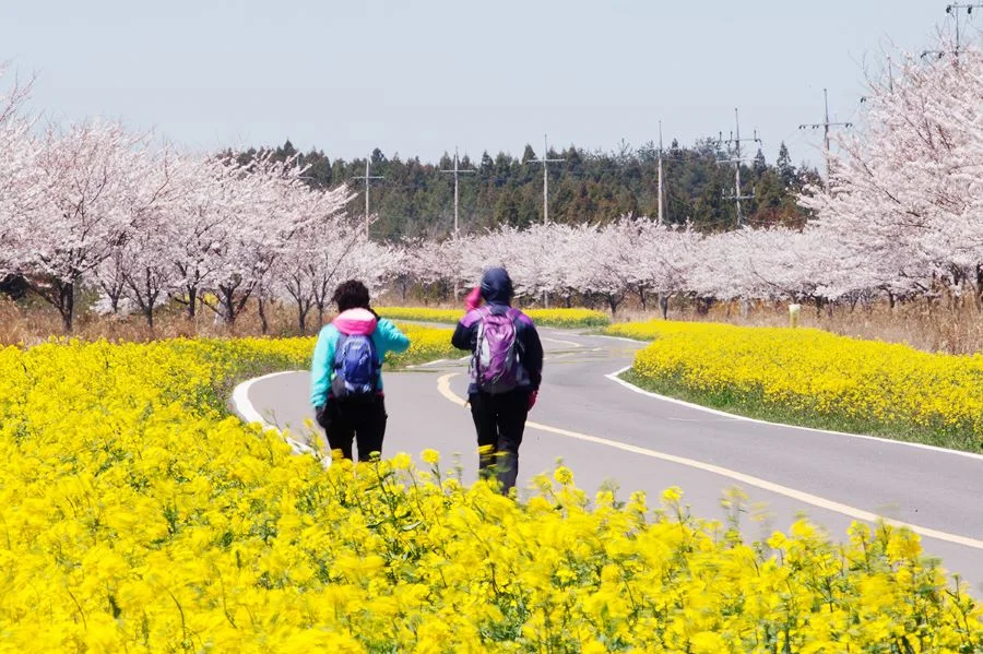 Bức tranh thiên nhiên tuyệt đẹp tại Đảo Jeju vào mùa anh đào nở rộ 