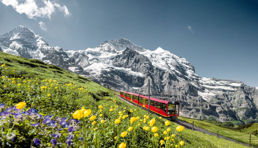 Ngọn núi tuyết Jungfrau được điểm xuyến bởi sắc màu lung linh của những khóm hoa nhí mọc dưới chân núi