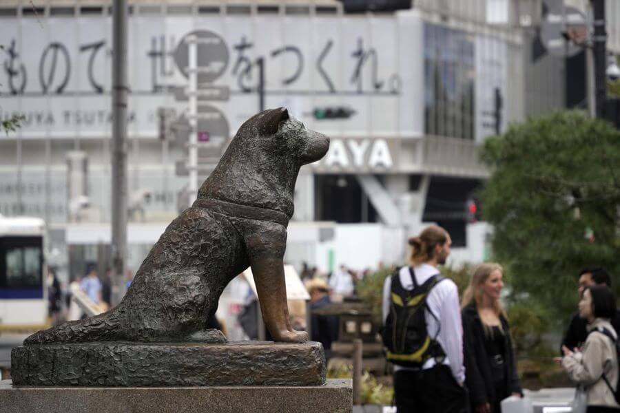 Bức tượng chú chó Hachiko là một biểu tượng nổi tiếng, thu hút đông đảo du khách đến check-in mỗi khi đi du lịch Nhật Bản