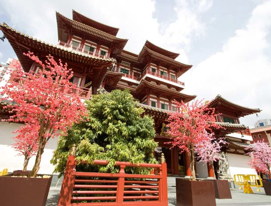 Khung cảnh rực rỡ mỗi khi mùa xuân về tại chùa răng phật Singapore