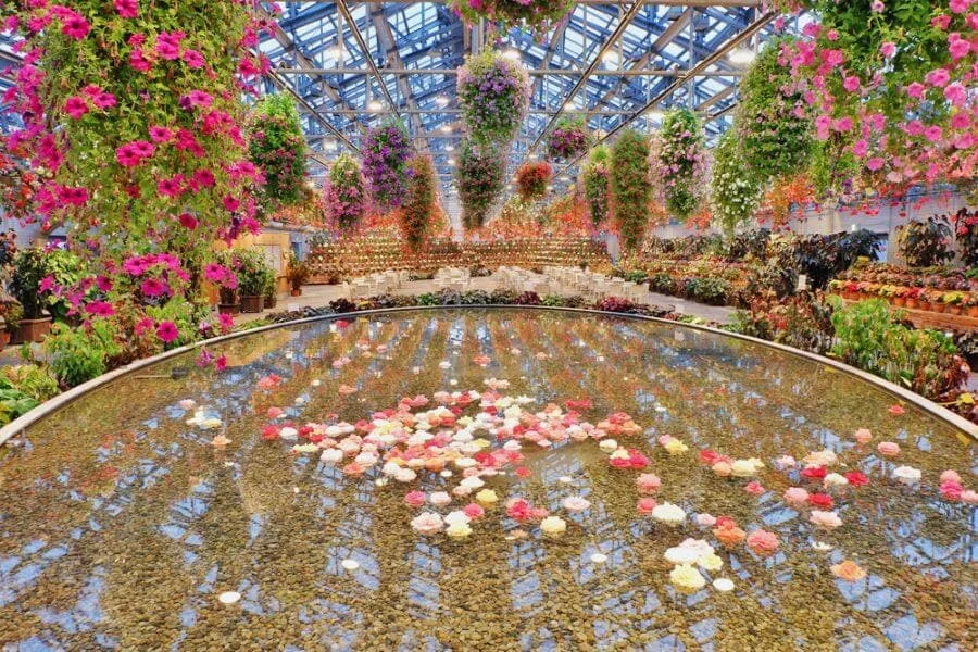 Vườn hoa Andes & Begonia là nơi trưng bày vô số loài hoa begonia rực rỡ sắc màu cùng với các loài hoa khác đến từ vùng núi Andes