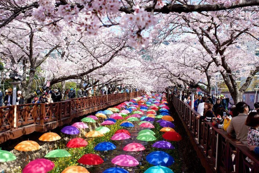 Mùa xuân đến, Công viên Yeouido khoác lên mình một tấm áo mới rực rỡ với hàng ngàn bông hoa anh đào khoe sắc