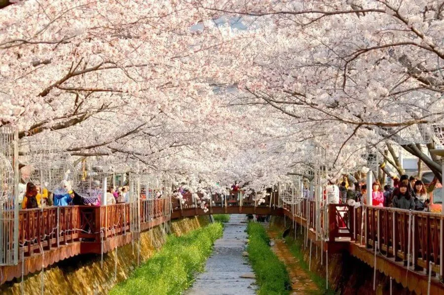 Công viên Yeouido từ lâu đã nổi tiếng là một điểm đến tuyệt vời để ngắm hoa anh đào vào mùa xuân cho chuyến du lịch Seoul