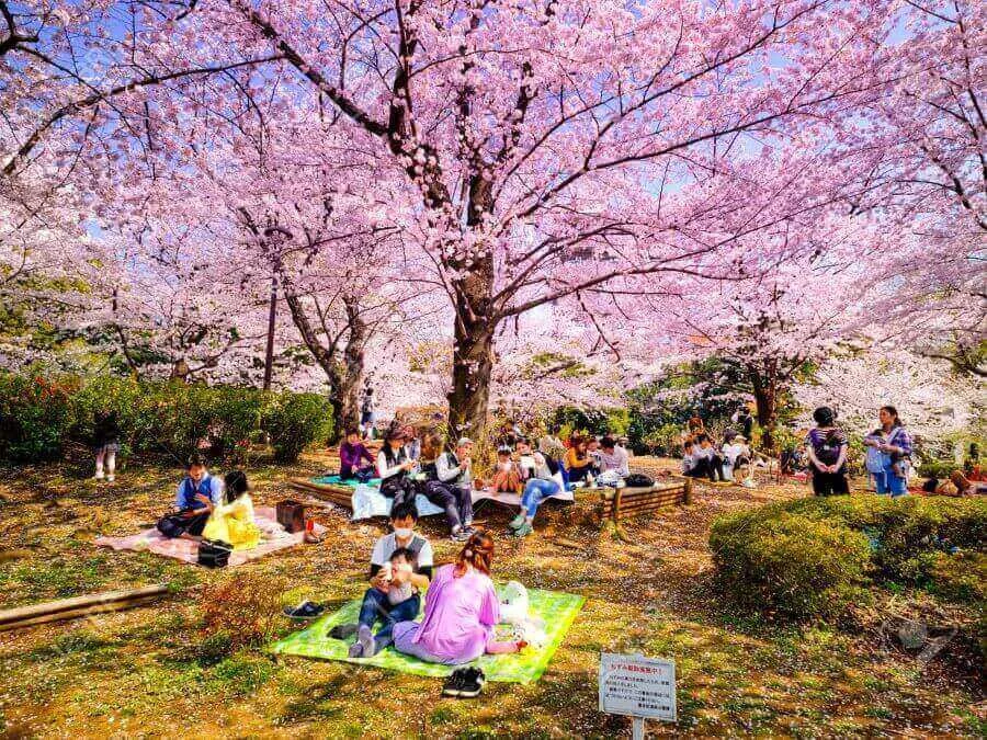 Công viên Yeouido mùa hoa anh đào còn là một không gian lý tưởng cho những buổi cắm trại dã ngoại đáng nhớ