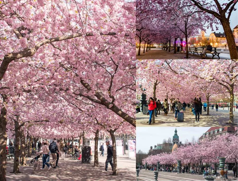 Cung đường hoa anh đào tại Stockholm vô cùng rực rỡ