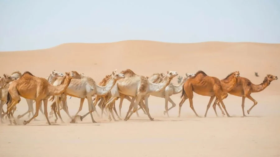Lạc đà - Loài vật quan trọng và phổ biến tại Dubai
