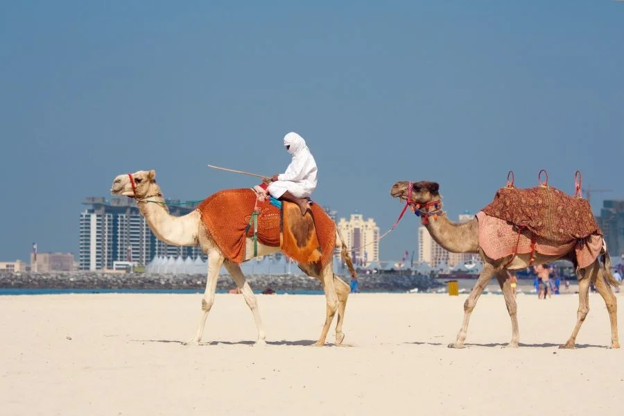Lạc đà - Loài vật quan trọng và phổ biến tại Dubai
