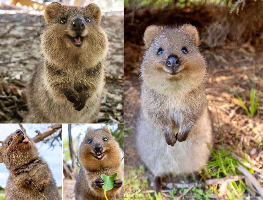 Quokka - Loài thú đáng yêu nhất sinh sống trên đảo Rottnest
