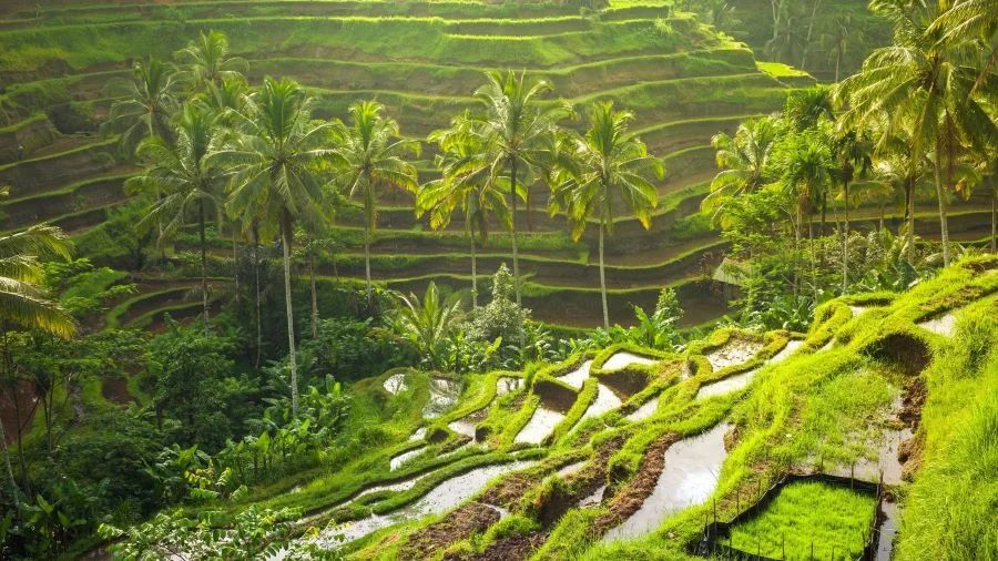 Tegalalang sở hữu khung cảnh nơi đây sẽ khiến bạn say đắm bởi vẻ đẹp bình yên, thơ mộng và hùng vĩ
