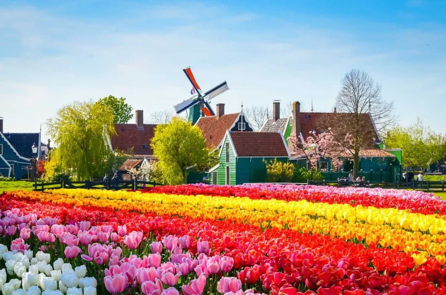  Hoa Tulip ở châu âu nổi lên như một biểu tượng, mời gọi khách du lịch tới tham quan và khám phá